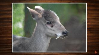 Episode 91 5 Real-Life Mythical Beasts
