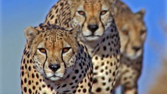 Episode 7 Hunters and Hunted