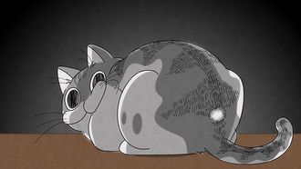 Episode 11 Gentle cat punches