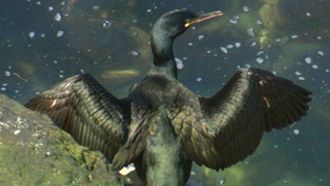 Episode 2 Feathering the Nest