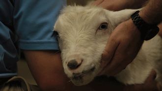 Episode 10 Baa-Baa-Bad Teeth