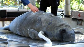 Episode 7 Manatee Rescue Squad