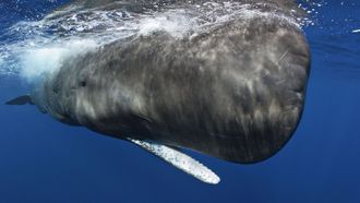 Episode 3 Voices of the Sea