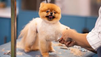 Episode 2 BARK-ingham Palace