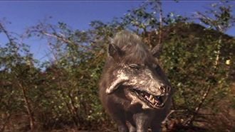 Episode 7 Killer Pig