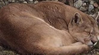 Episode 3 The Secret Lives of Pumas