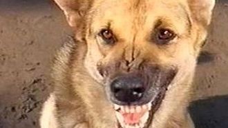 Episode 9 The Killer Dog