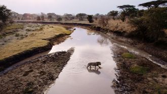 Episode 11 Purgatory Katavi: Africa's Fallen Paradise