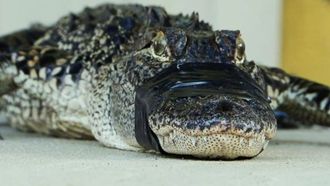 Episode 6 Larry Gits a Gator