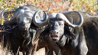 Episode 5 South Africa 1