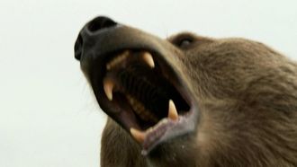 Episode 1 Grizzly Woods