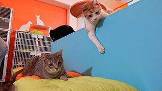Episode 10 A Brave New Cat World