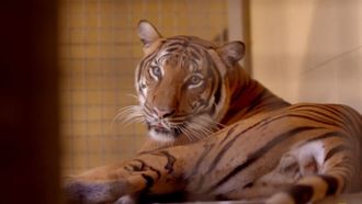Episode 8 A Tiger's Tale