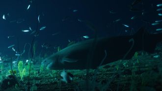 Episode 3 Jurassic Shark