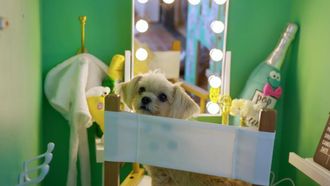 Episode 5 Lilly Singh: Hollywood Poodle Pad