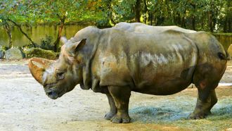Episode 5 Riddle of the Ancient Rhino