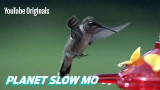 Episode 10 How Fast Can a Hummingbird Flap?