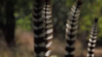 Episode 5 Madagascar