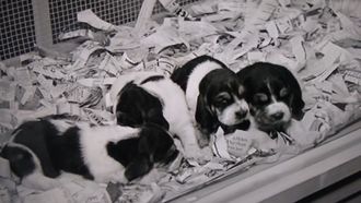 Episode 16 The Puppy