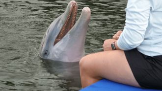 Episode 1 Dolphinitely Seaprising