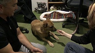 Episode 20 Mad Dogs