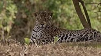Episode 6 The Secret Lives of Jaguars