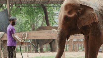 Episode 12 Love & Elephants Part 3