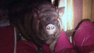 Episode 25 Animal Encounters