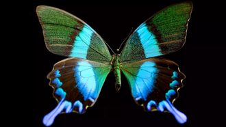 Episode 23 Butterfly Blueprints