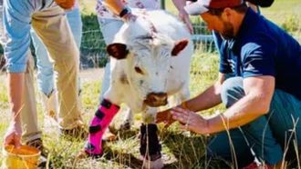 Episode 4 Ivy the Miracle Cow