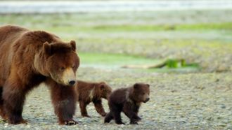 Episode 15 Grizzly Bear