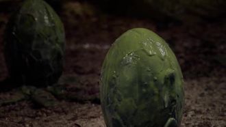 Episode 14 The Last Oak Tree in England