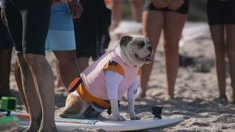 Episode 5 Tides & Tails