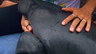 Episode 1 Amazonian Manatee