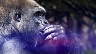 Episode 7 Great Apes
