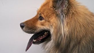 Episode 5 Raining Cats and Dogs