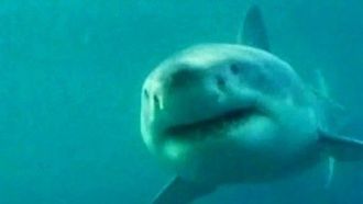 Episode 5 The Deadliest Shark