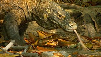 Episode 4 Komodo Dragon