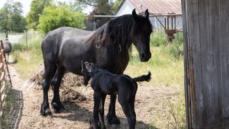 Episode 9 At Foal Throttle