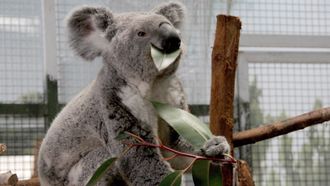 Episode 10 Koala-ty Time