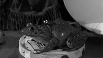 Episode 31 The Croaker