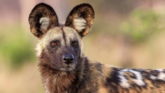 Episode 10 Saving Wild Dogs