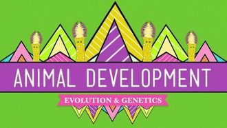 Episode 16 Animal Development