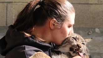 Episode 7 The Hissing Lynx