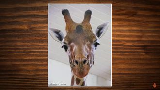 Episode 82 5 Dumbest Zoo Break-Ins Ever