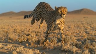 Episode 1 Growing up Cheetah