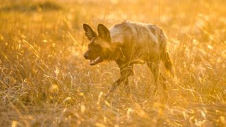 Episode 7 Living with Predators (Conservation)