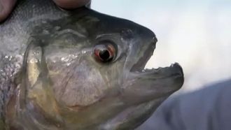 Episode 1 Piranha
