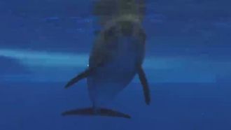 Episode 10 Strayed from the Sea