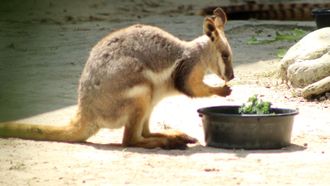 Episode 11 Wallaby Welcome